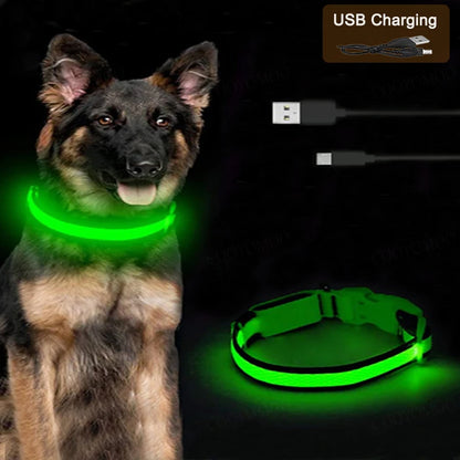 Dog wearing a green LED dog collar with USB charging cable on a black background