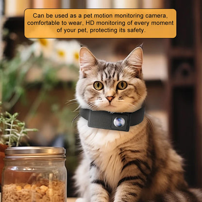 cat collar camera recording outdoor activity